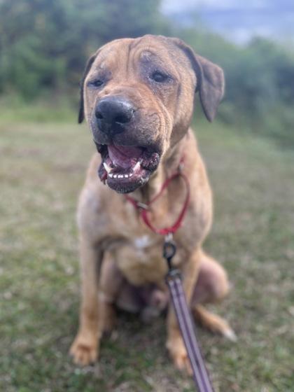 Enlarge GUNNER, a Adoptable Mixed Breed in Fernandina Beach, FL image 5/5