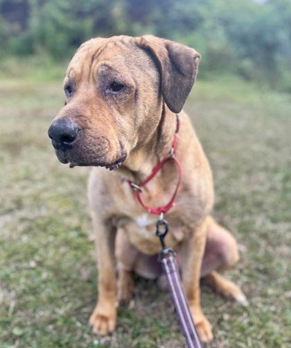 Enlarge GUNNER, a Adoptable Mixed Breed in Fernandina Beach, FL image 3/5