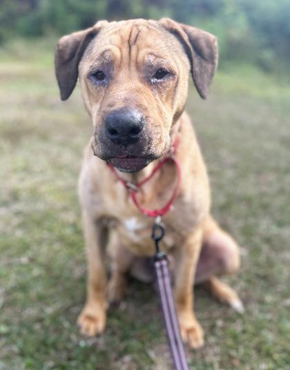Enlarge GUNNER, a Adoptable Mixed Breed in Fernandina Beach, FL image 4/5