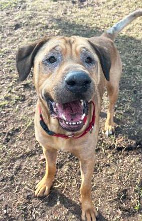 Enlarge GUNNER, a Adoptable Mixed Breed in Fernandina Beach, FL image 1/5