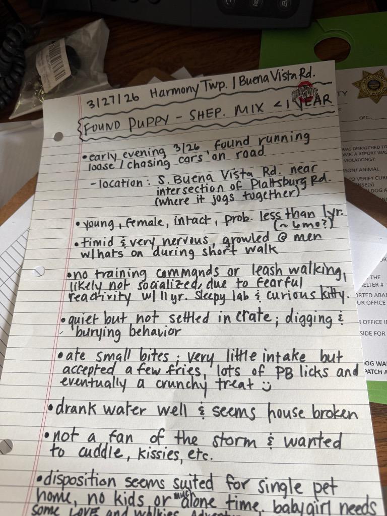 Enlarge Ms Honey, a Adoptable mixed breed in Springfield, OH image 2/2