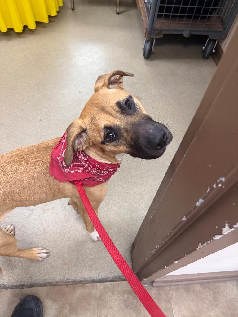 Enlarge Ms Honey, a Adoptable mixed breed in Springfield, OH image 1/2