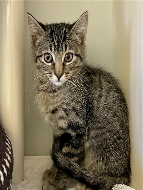 Enlarge MAPLE, a Adoptable Domestic Short Hair in Salinas, CA image 1/1