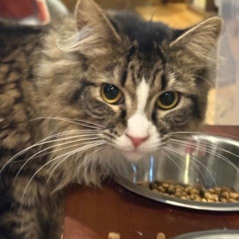 Enlarge Lucy, a Adoptable Domestic Medium Hair in Stafford, VA image 5/6