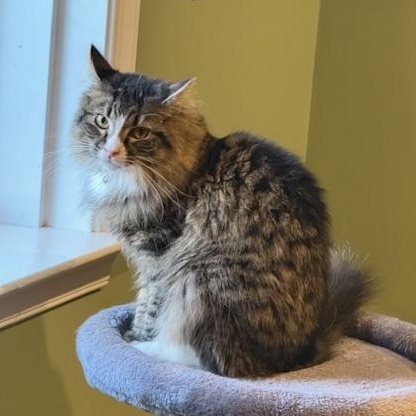 Enlarge Lucy, a Adoptable Domestic Medium Hair in Stafford, VA image 1/6