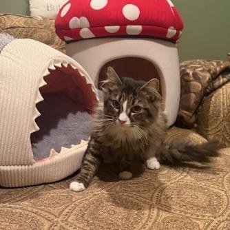 Enlarge Lucy, a Adoptable Domestic Medium Hair in Stafford, VA image 6/6