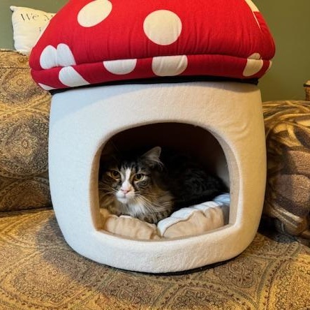 Enlarge Lucy, a Adoptable Domestic Medium Hair in Stafford, VA image 2/6