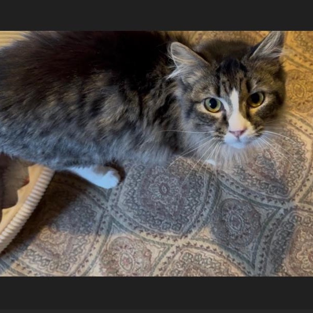 Enlarge Lucy, a Adoptable Domestic Medium Hair in Stafford, VA image 3/6