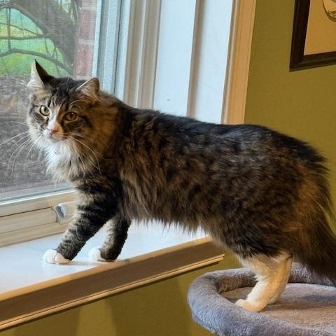 Enlarge Lucy, a Adoptable Domestic Medium Hair in Stafford, VA image 4/6