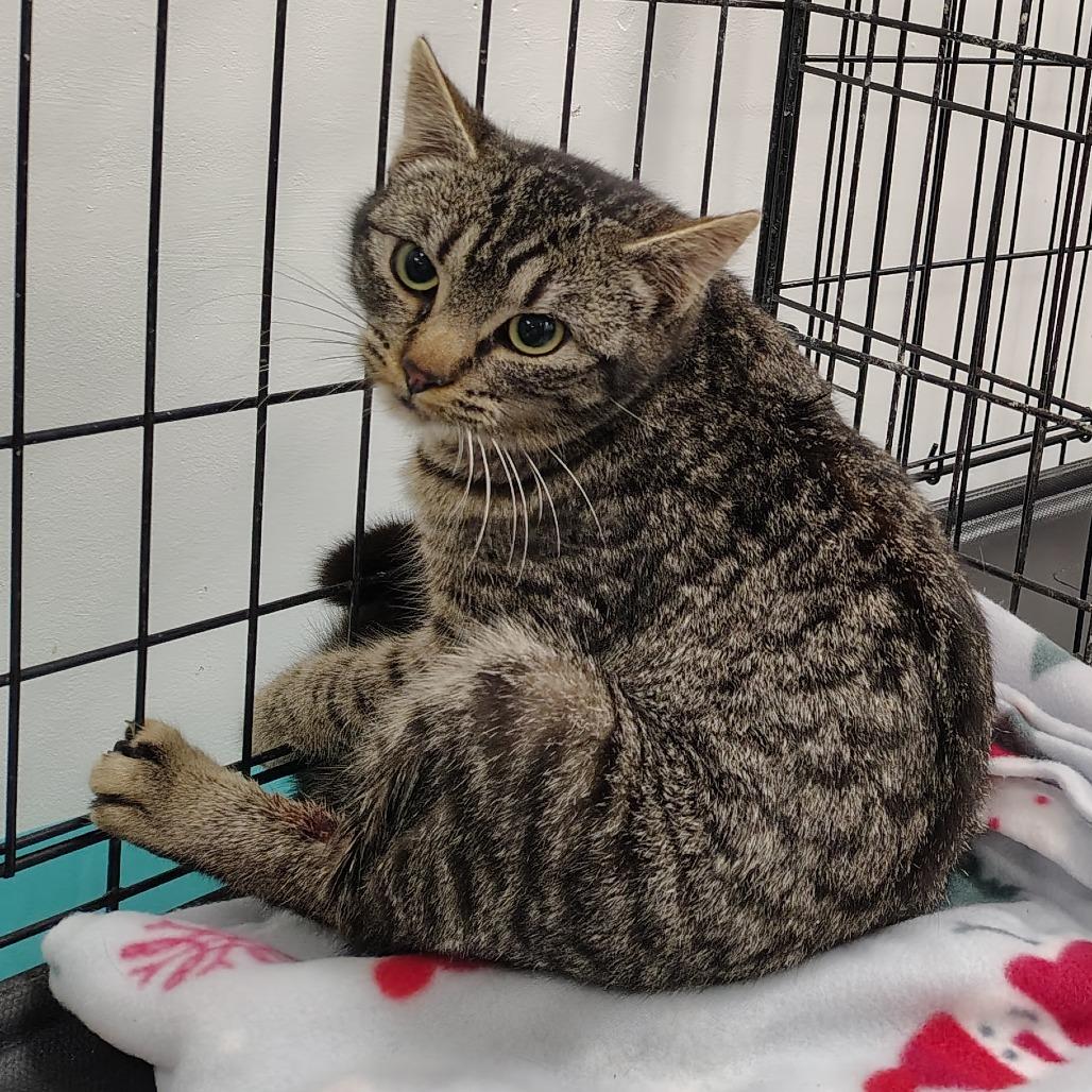 Luchadora, Adoptable, Adult Female American Shorthair.