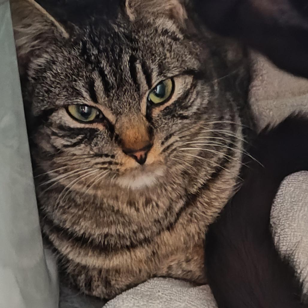 Enlarge Luchadora, a Adoptable American Shorthair in Coos Bay, OR image 2/3