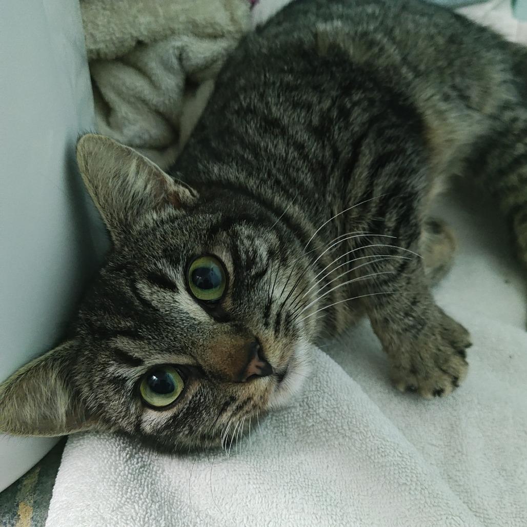 Enlarge Luchadora, a Adoptable American Shorthair in Coos Bay, OR image 3/3