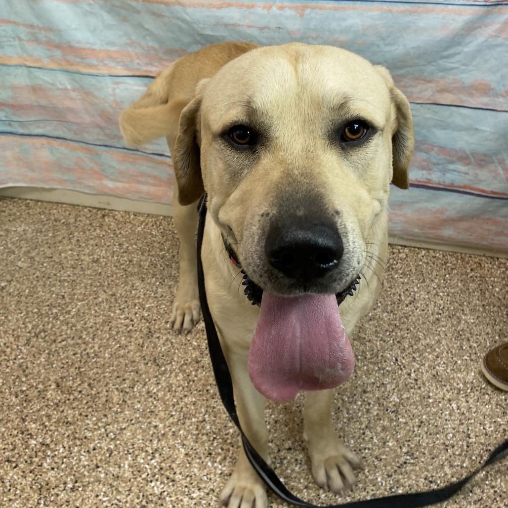 Chuck, Adoptable, Adult Male Mixed Breed.