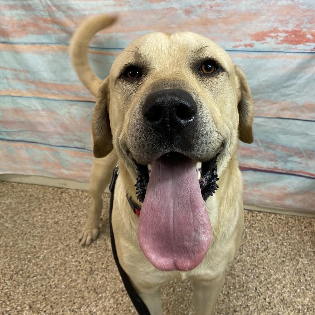 Chuck, a Adoptable Mixed Breed in Cheyenne, WY image 2/2