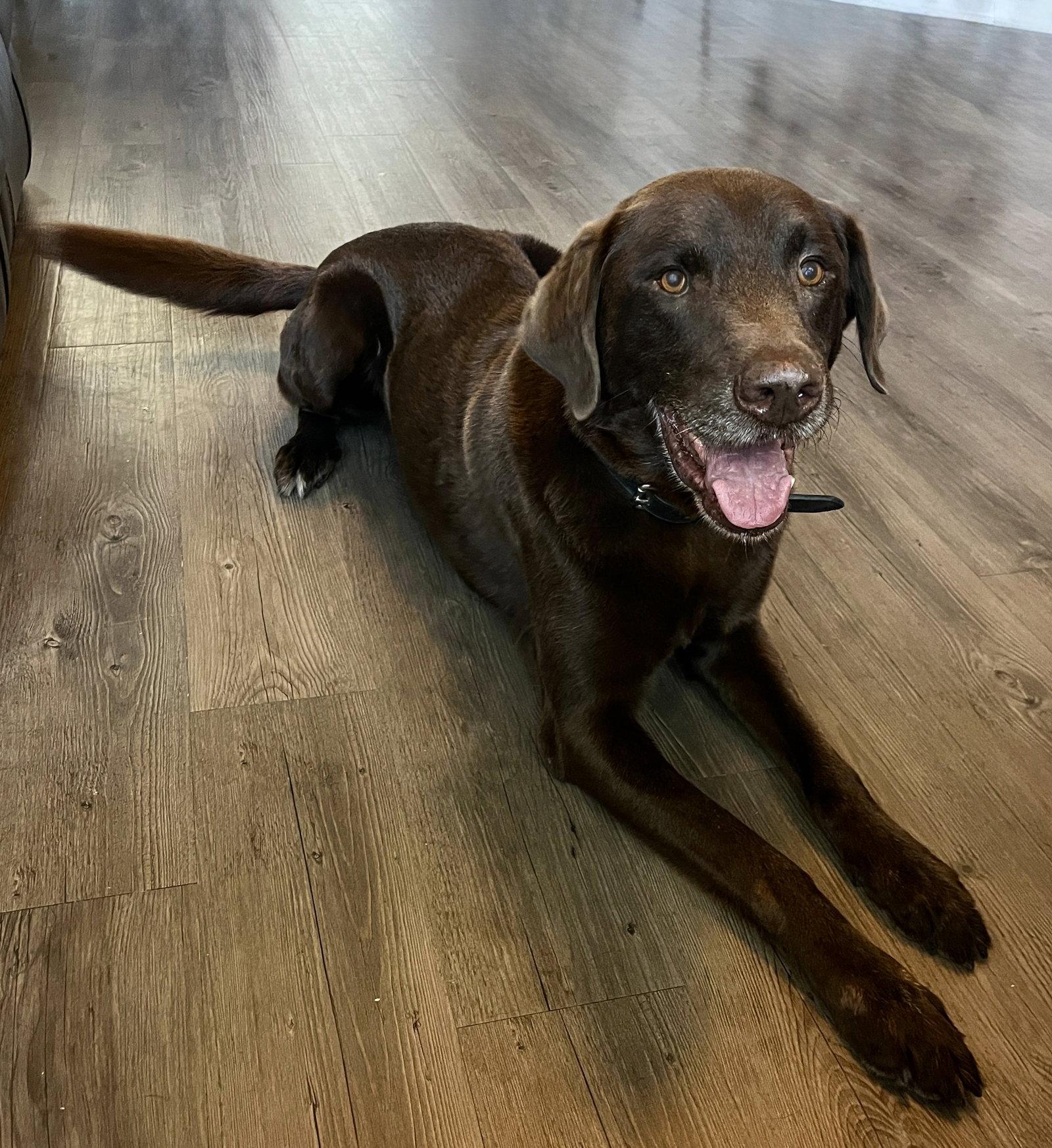 Enlarge Ruffo, a Adoptable Labrador Retriever in Denton, TX image 1/1