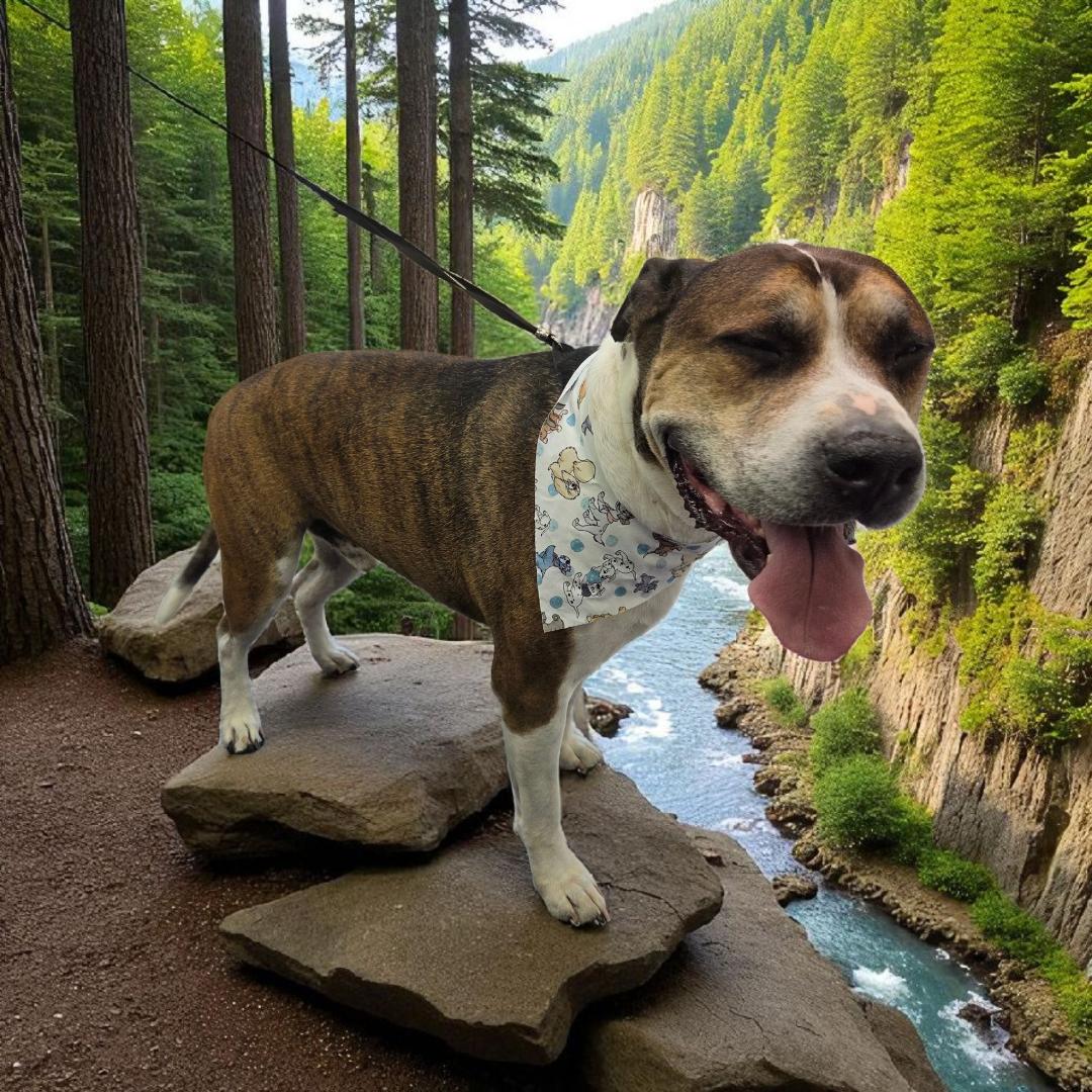 Moose, ADOPTABLE, Adult Male Boxer.