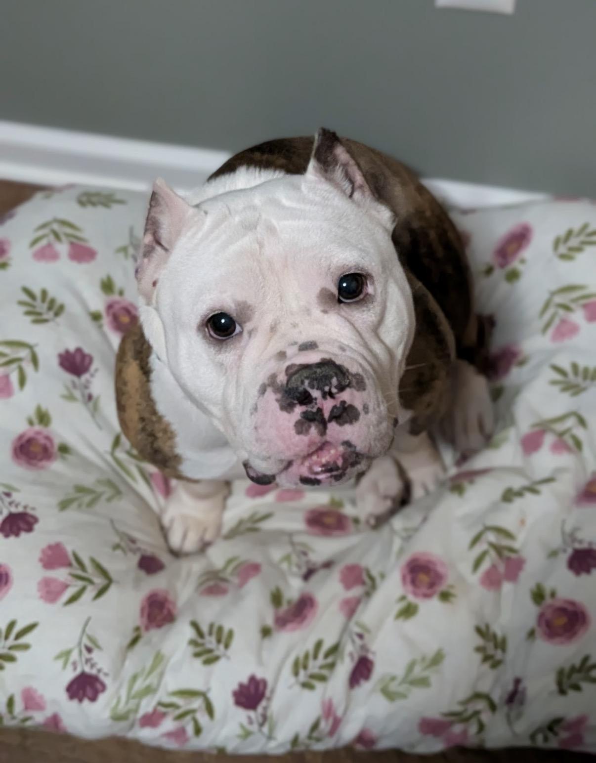 Enlarge Faith, an adopted mixed breed in CHURCHVILLE, NY image 1/3