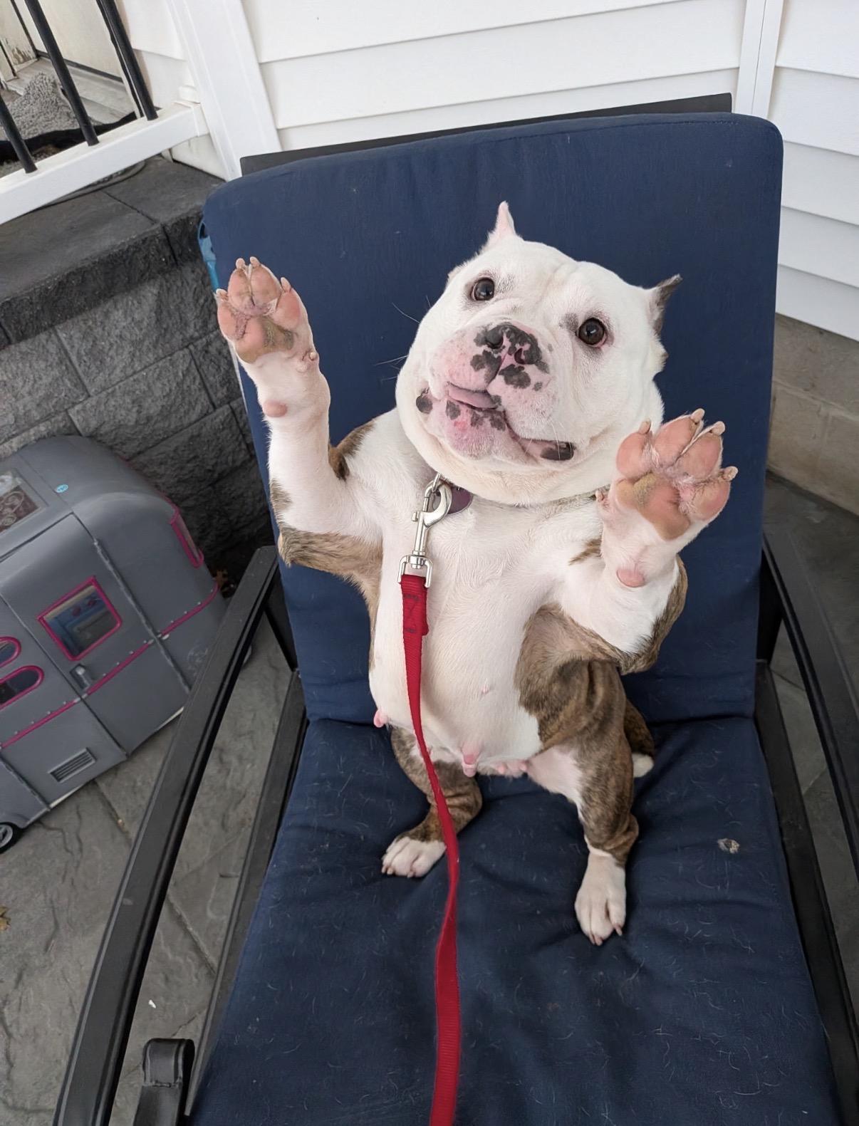 Enlarge Faith, an adopted mixed breed in CHURCHVILLE, NY image 2/3