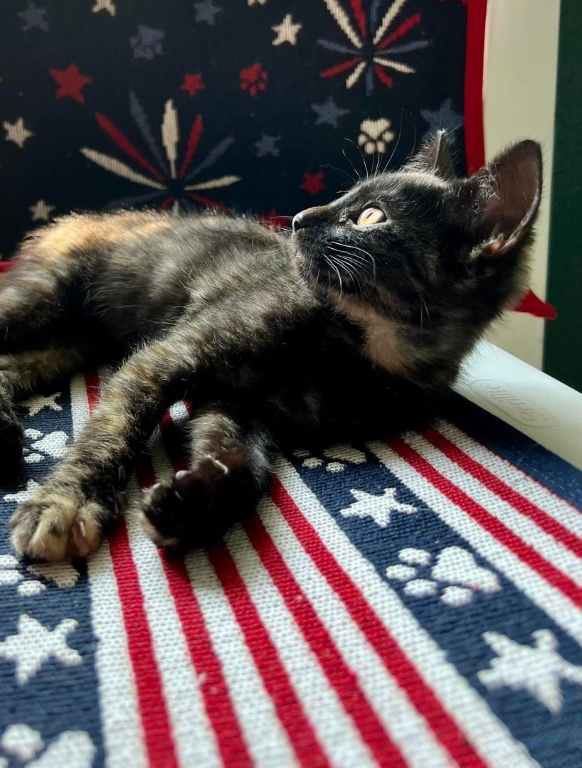 Abbey Linkitten, a Adoptable Domestic Short Hair in Fort Worth, TX image 1/14