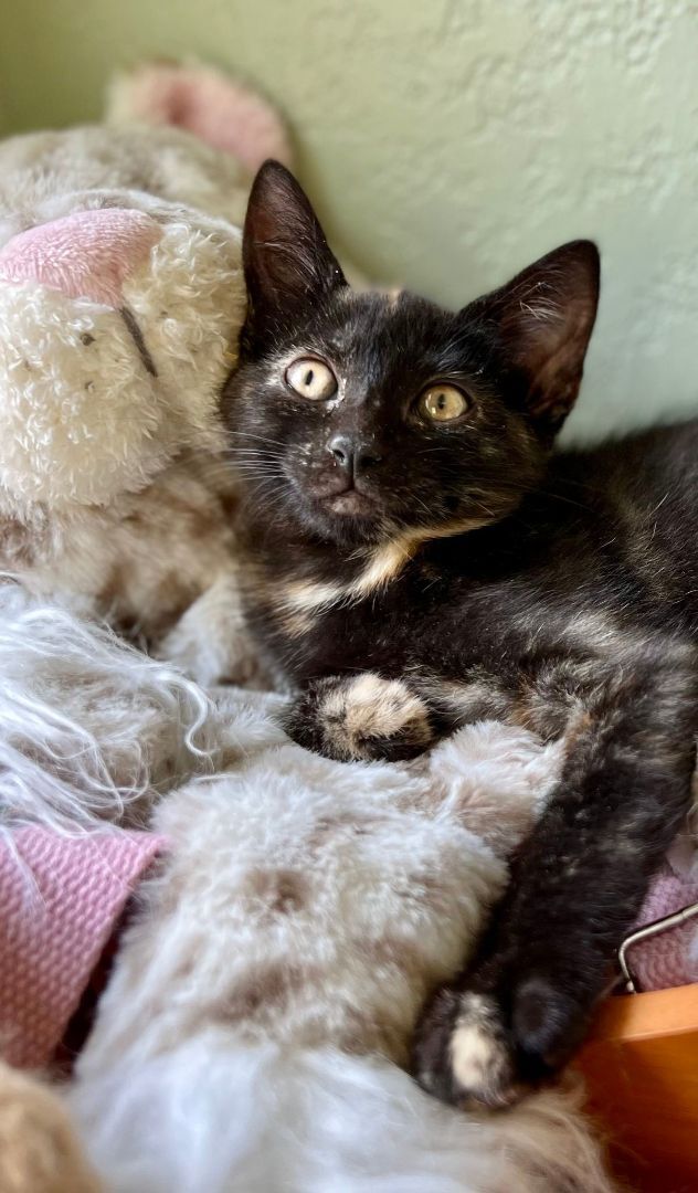 Abbey Linkitten, a Adoptable Domestic Short Hair in Fort Worth, TX image 2/14