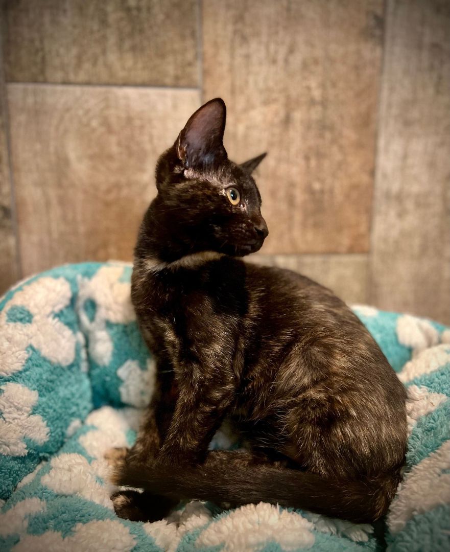 Abbey Linkitten, a Adoptable Domestic Short Hair in Fort Worth, TX image 3/14