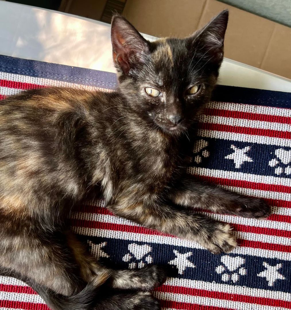 Abbey Linkitten, a Adoptable Domestic Short Hair in Fort Worth, TX image 4/14