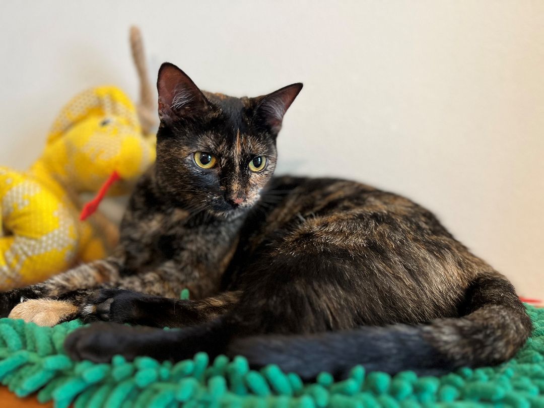 Abbey Linkitten, a Adoptable Domestic Short Hair in Fort Worth, TX image 5/14