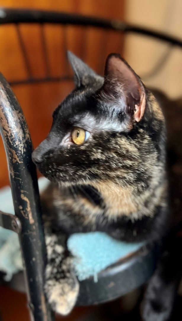 Abbey Linkitten, a Adoptable Domestic Short Hair in Fort Worth, TX image 6/14