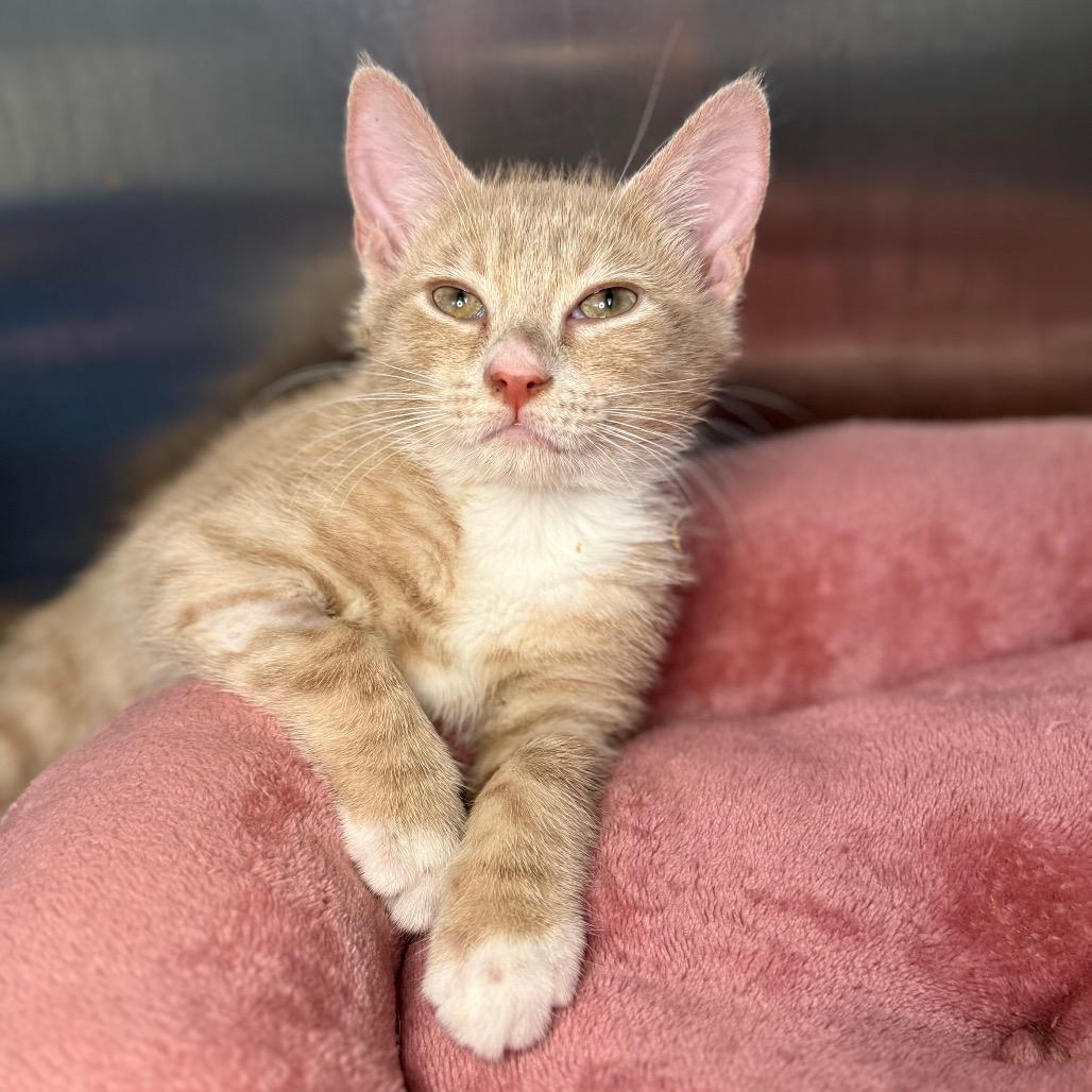 Enlarge Widget, a Adoptable Domestic Short Hair in Arden, NC image 1/1