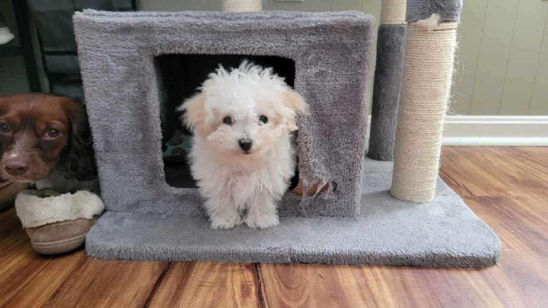 Franklin, adopted, Puppy Male Bichon Frise.