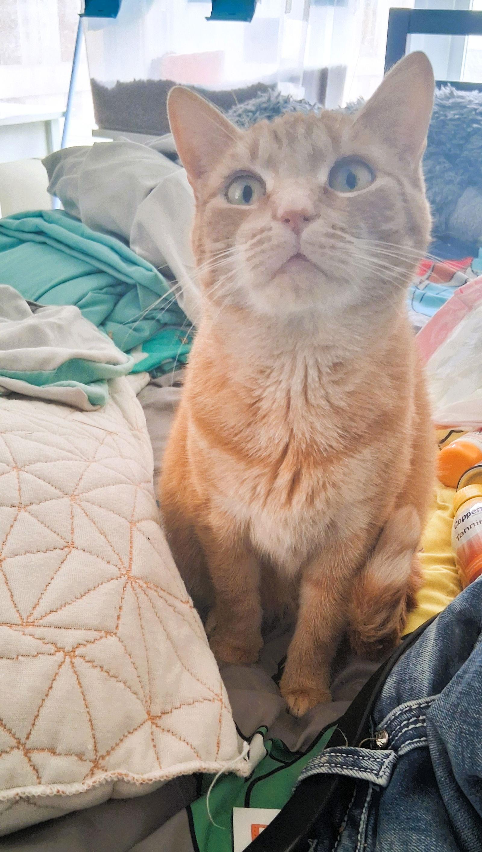 Cardi, a Adoptable Domestic Short Hair in San Jose, CA image 2/3