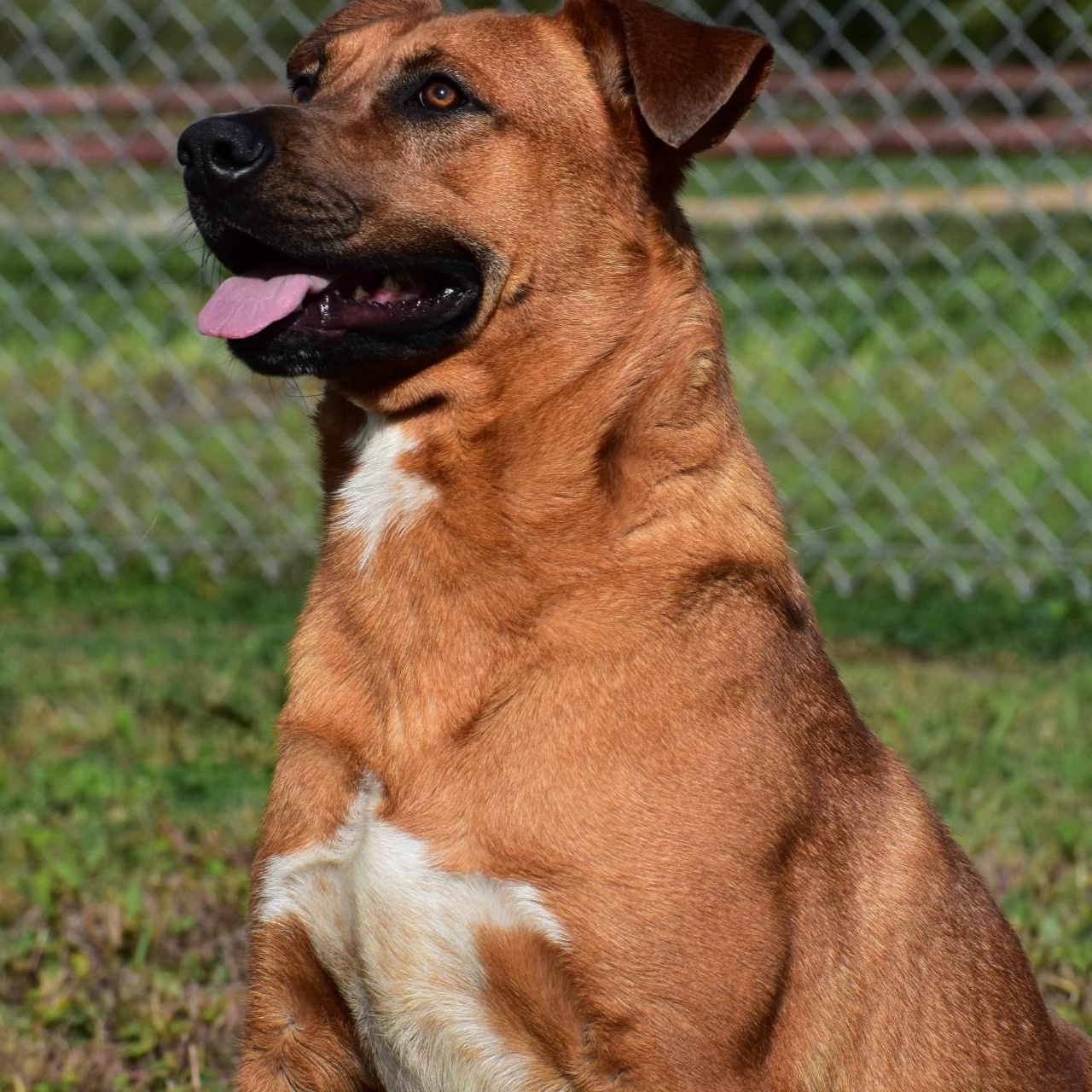 Enlarge Maurice, an adopted mixed breed in Westerly, RI image 2/6