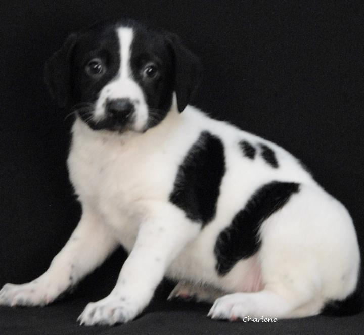 Cubone, adopted, Puppy Female Irish Wolfhound & Bluetick Coonhound.