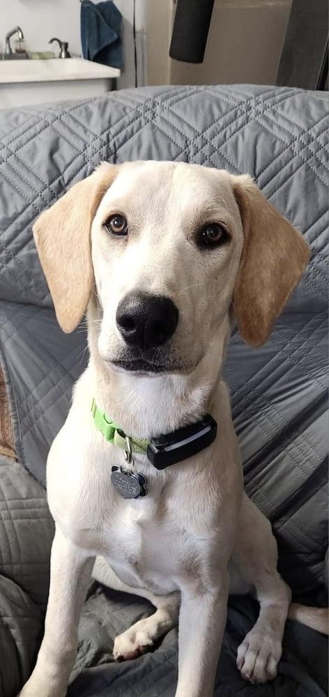 Zharkov / Bonatti / Dodger, Adoptable, Young Male Labrador Retriever.