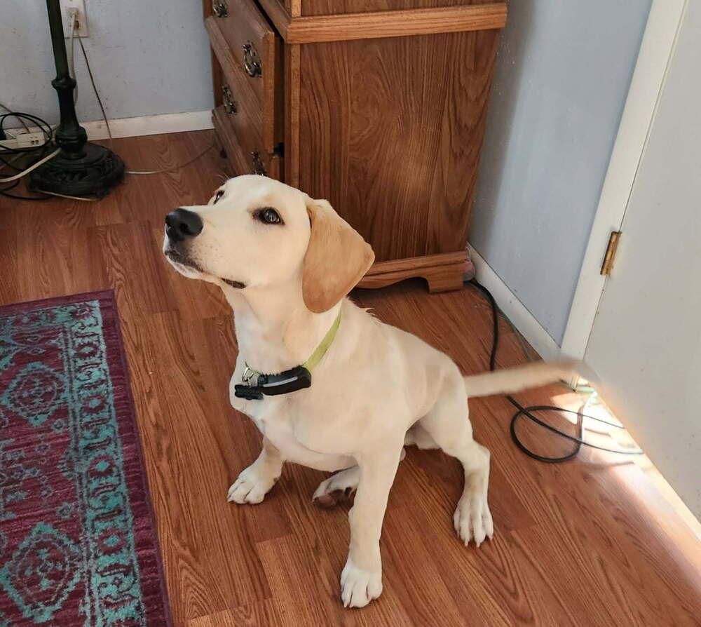 Enlarge Zharkov / Bonatti / Dodger, a Adoptable mixed breed in Broomfield, CO image 2/6