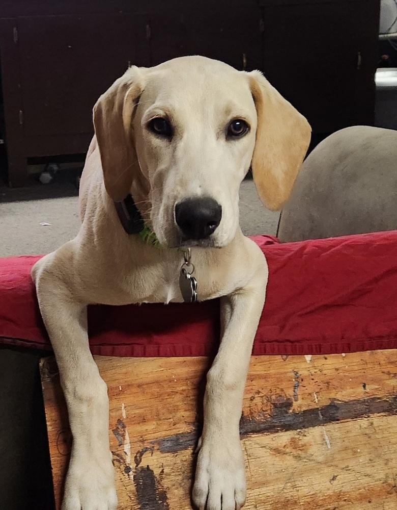 Enlarge Zharkov / Bonatti / Dodger, a Adoptable mixed breed in Broomfield, CO image 3/6