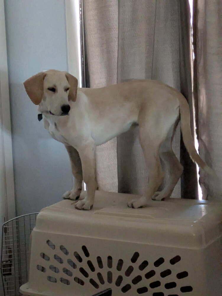 Enlarge Zharkov / Bonatti / Dodger, a Adoptable mixed breed in Broomfield, CO image 4/6