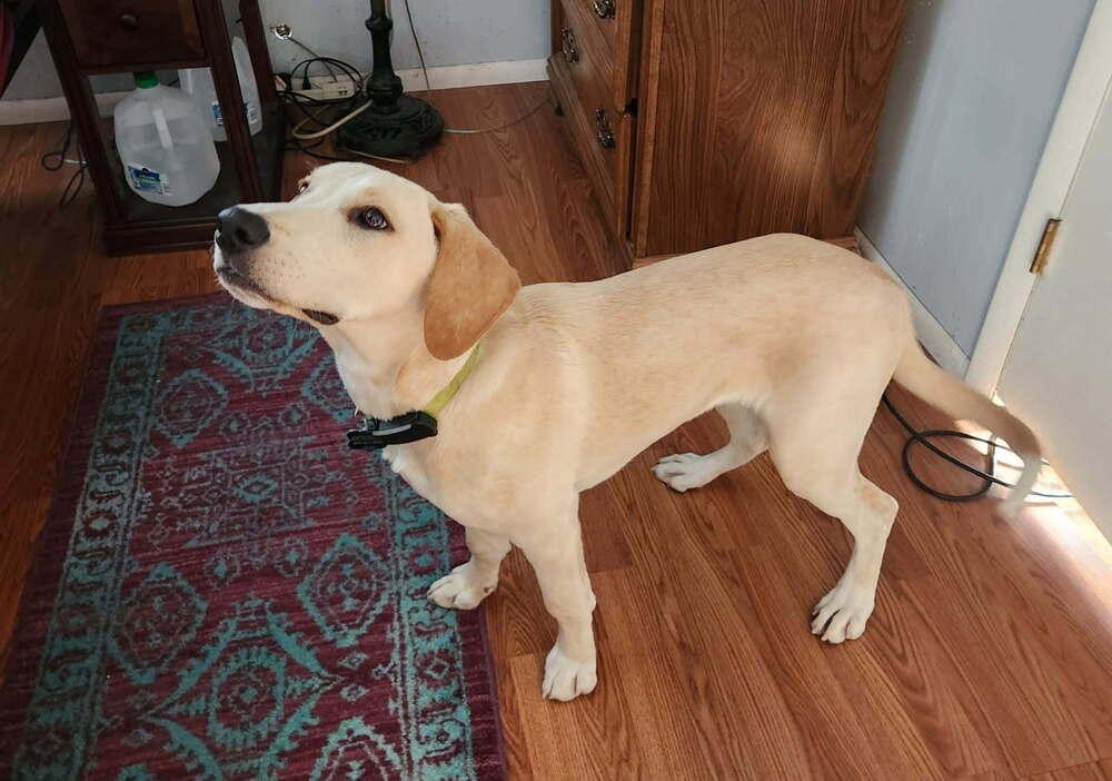 Enlarge Zharkov / Bonatti / Dodger, a Adoptable mixed breed in Broomfield, CO image 5/6