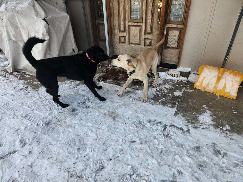 Enlarge Zharkov / Bonatti / Dodger, a Adoptable mixed breed in Broomfield, CO image 6/6