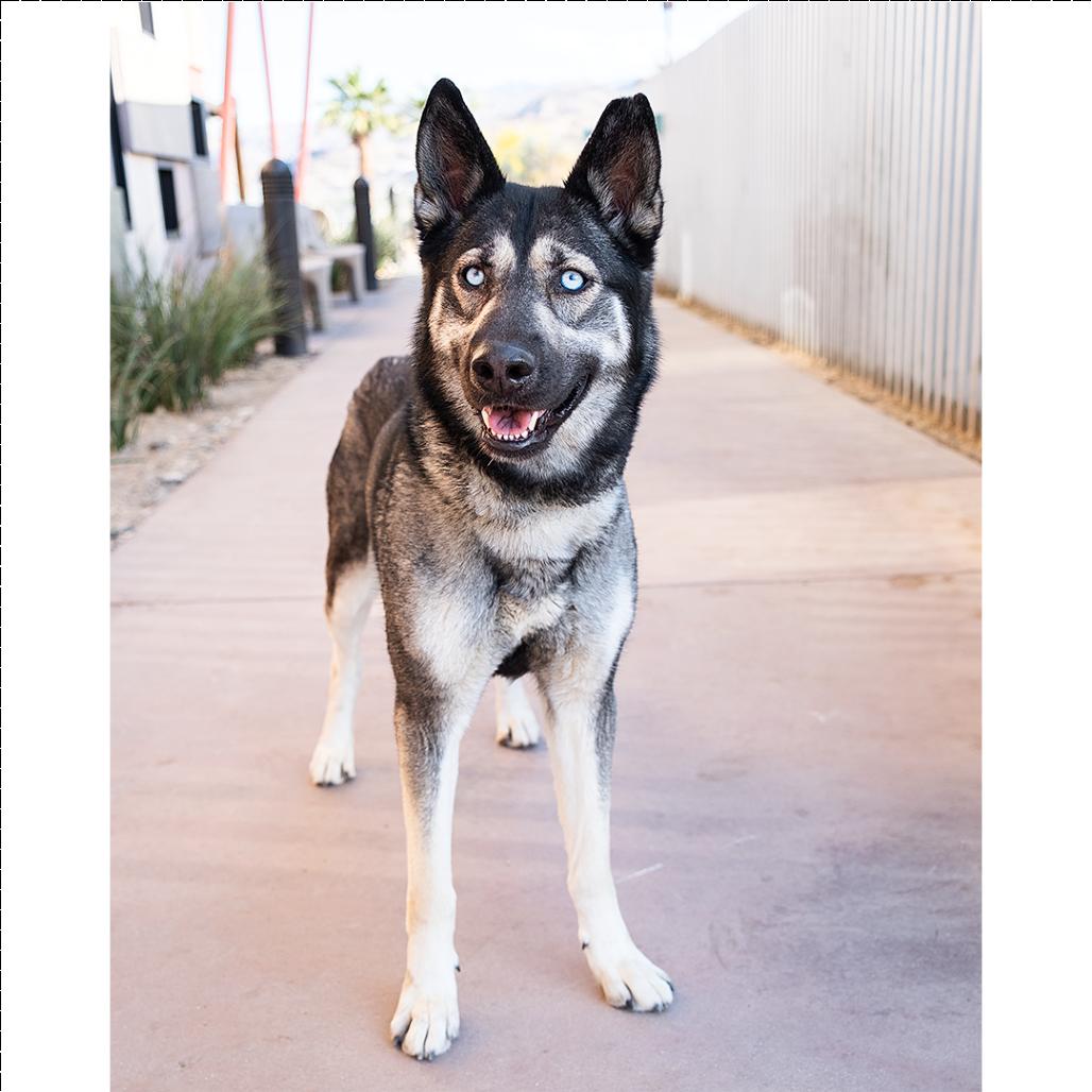 Enlarge Cassidy, a Adoptable mixed breed in Palm Springs, CA image 1/3