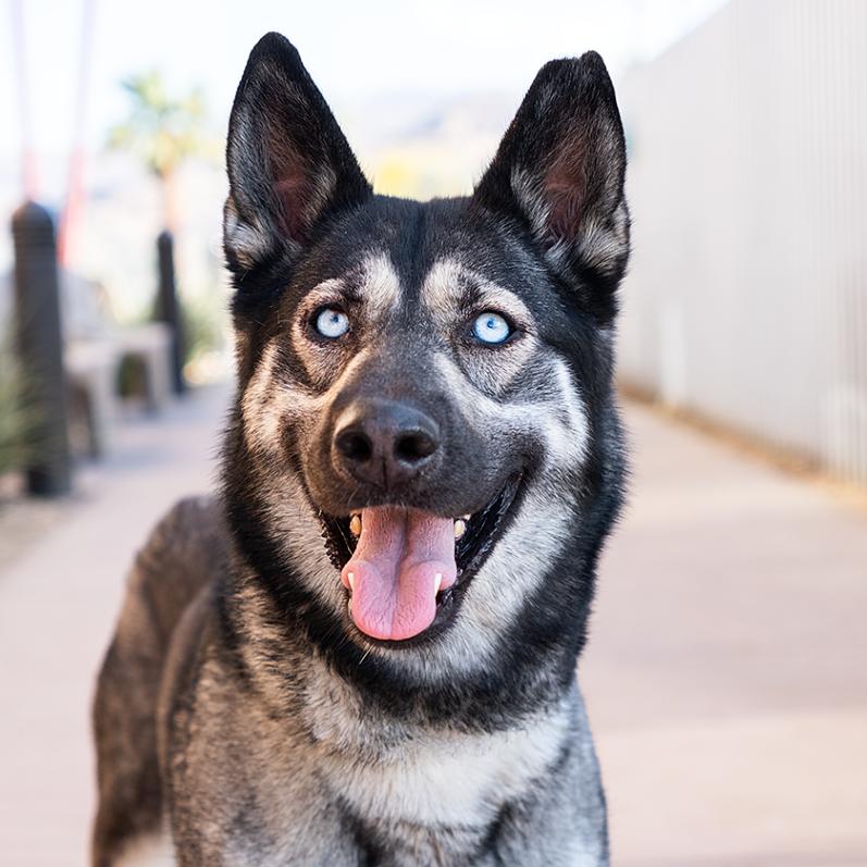 Enlarge Cassidy, a Adoptable mixed breed in Palm Springs, CA image 2/3