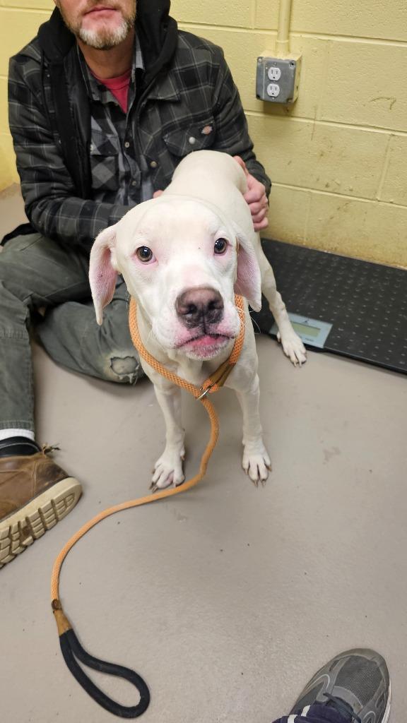 Rocky Balboa, Adoptable, Young Male Boxer.