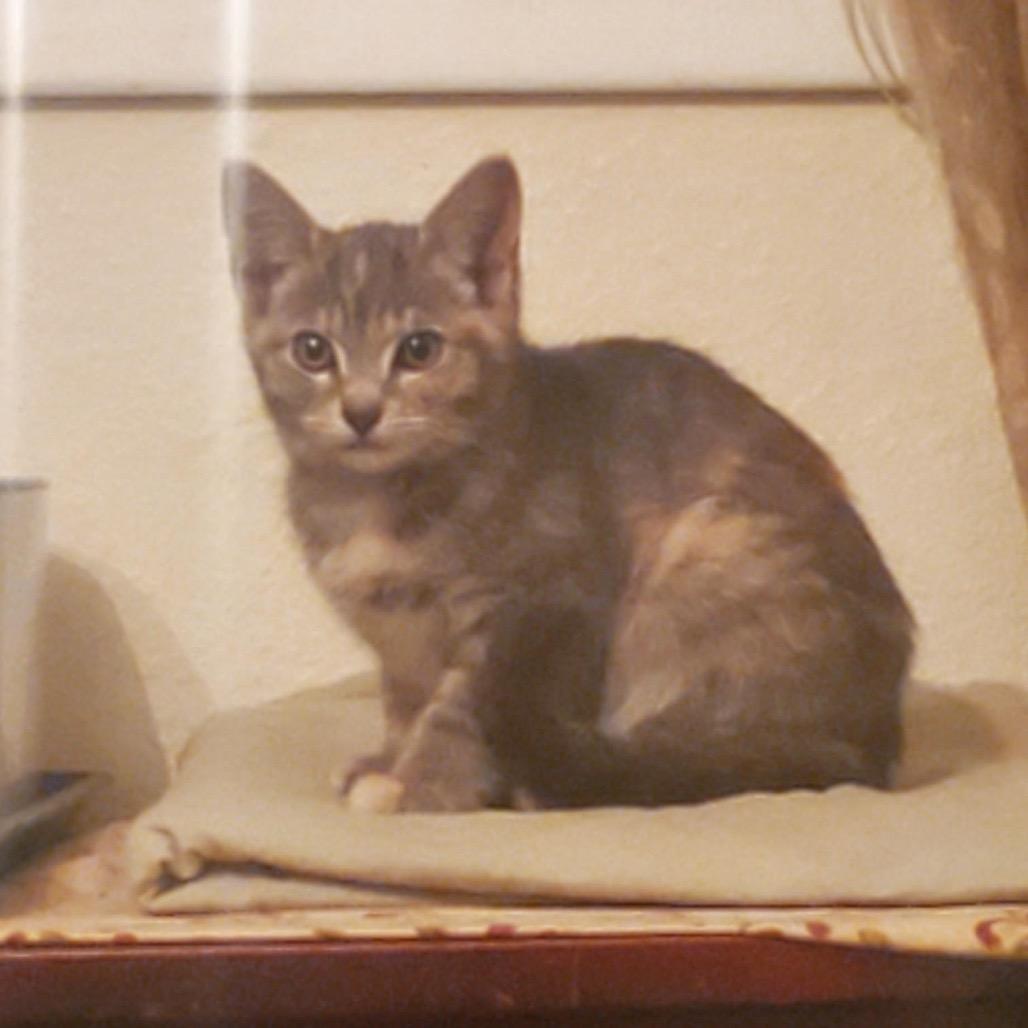 Enlarge Trinity, a Adoptable Domestic Short Hair in Estacada, OR image 1/1