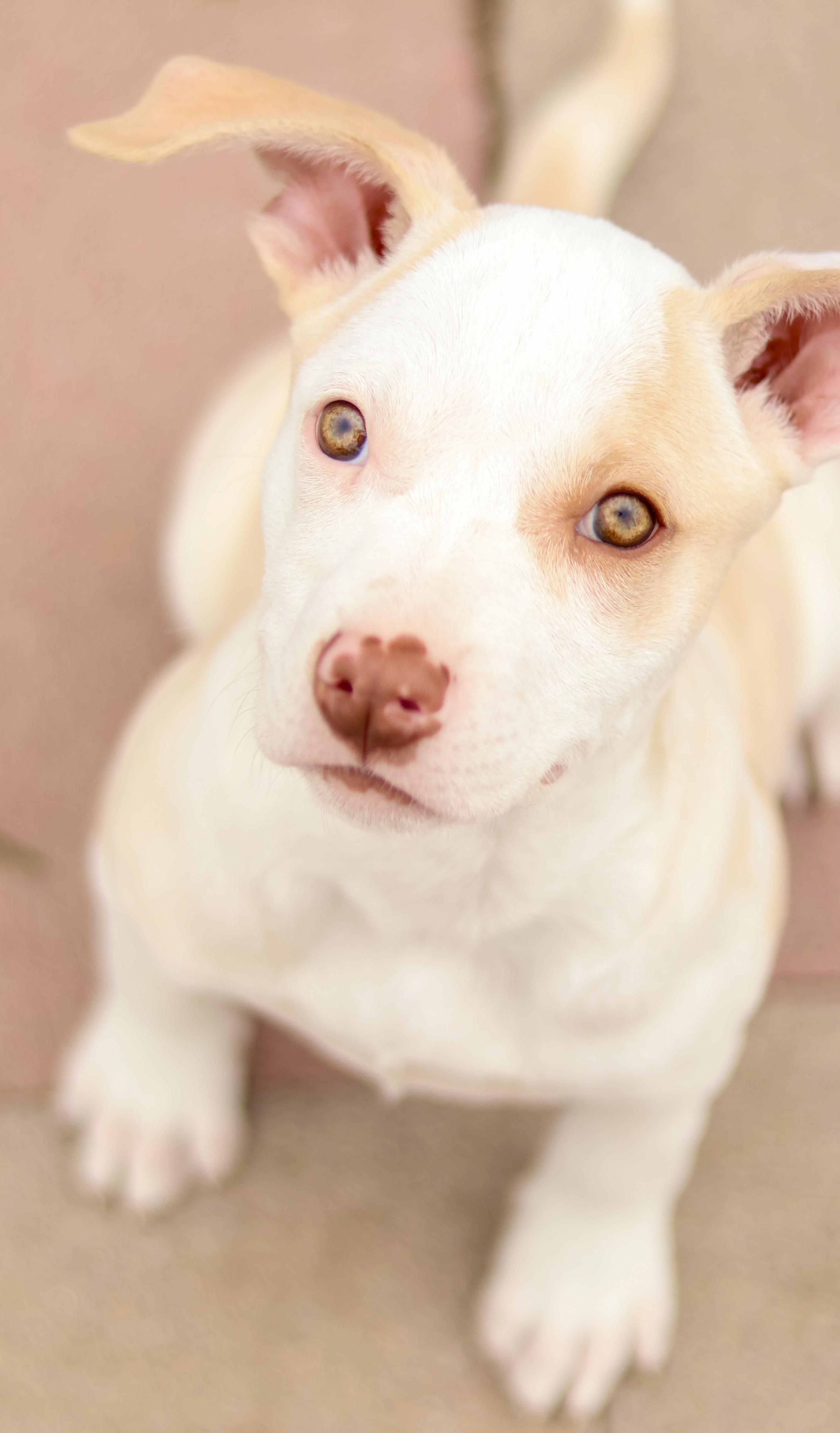 Tillie photo 2
