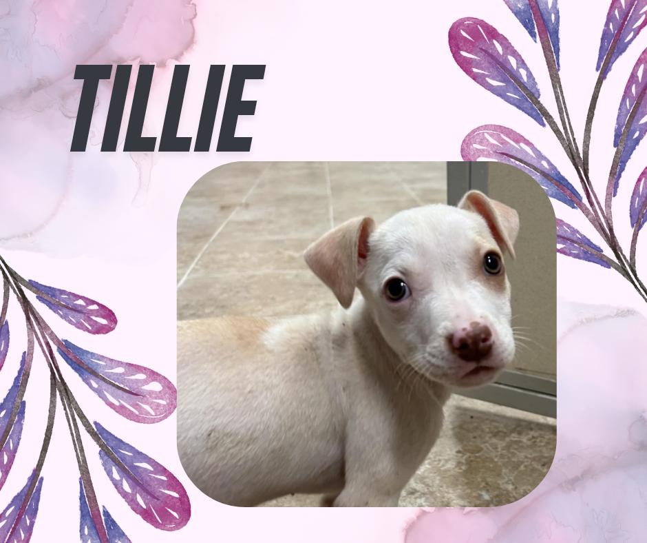 Tillie, Young Female Boxer