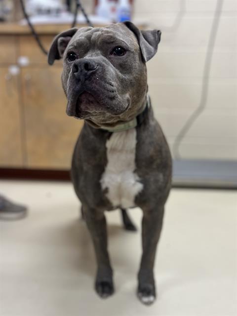 Enlarge PENN, a Adoptable mixed breed in Aliquippa, PA image 1/1