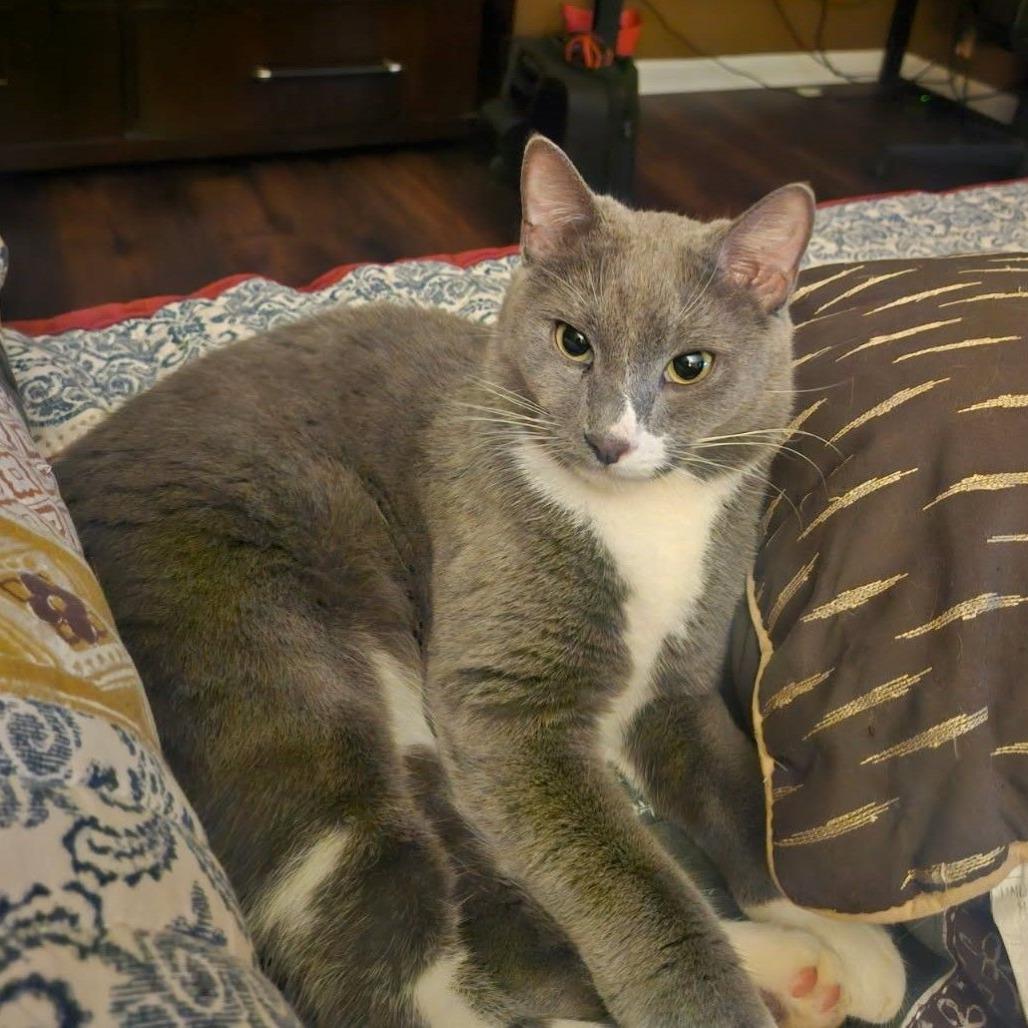 Kevin, a Adoptable Domestic Short Hair in Leander, TX image 4/6