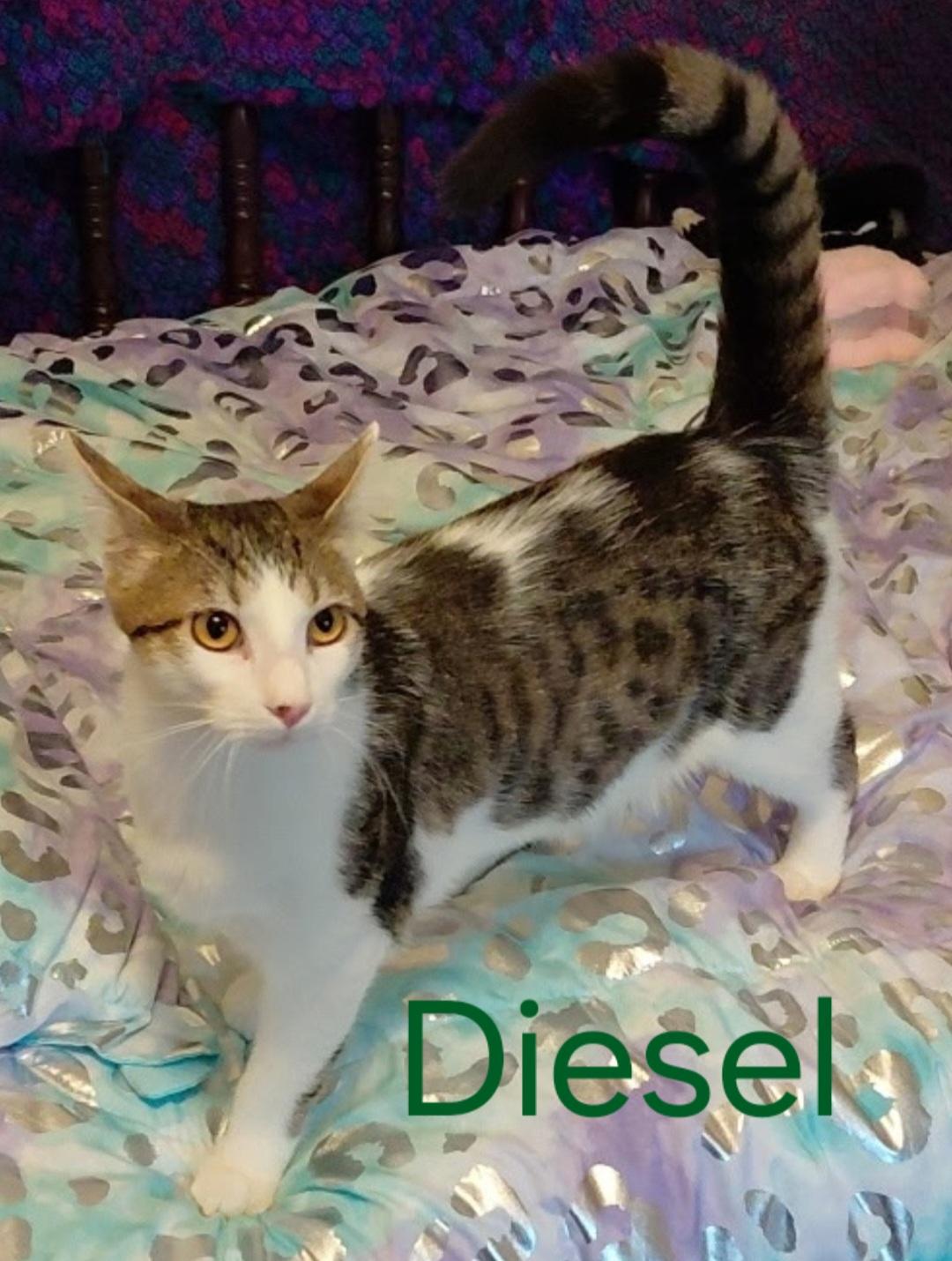 Diesel , adopted, Kitten Male Domestic Short Hair.