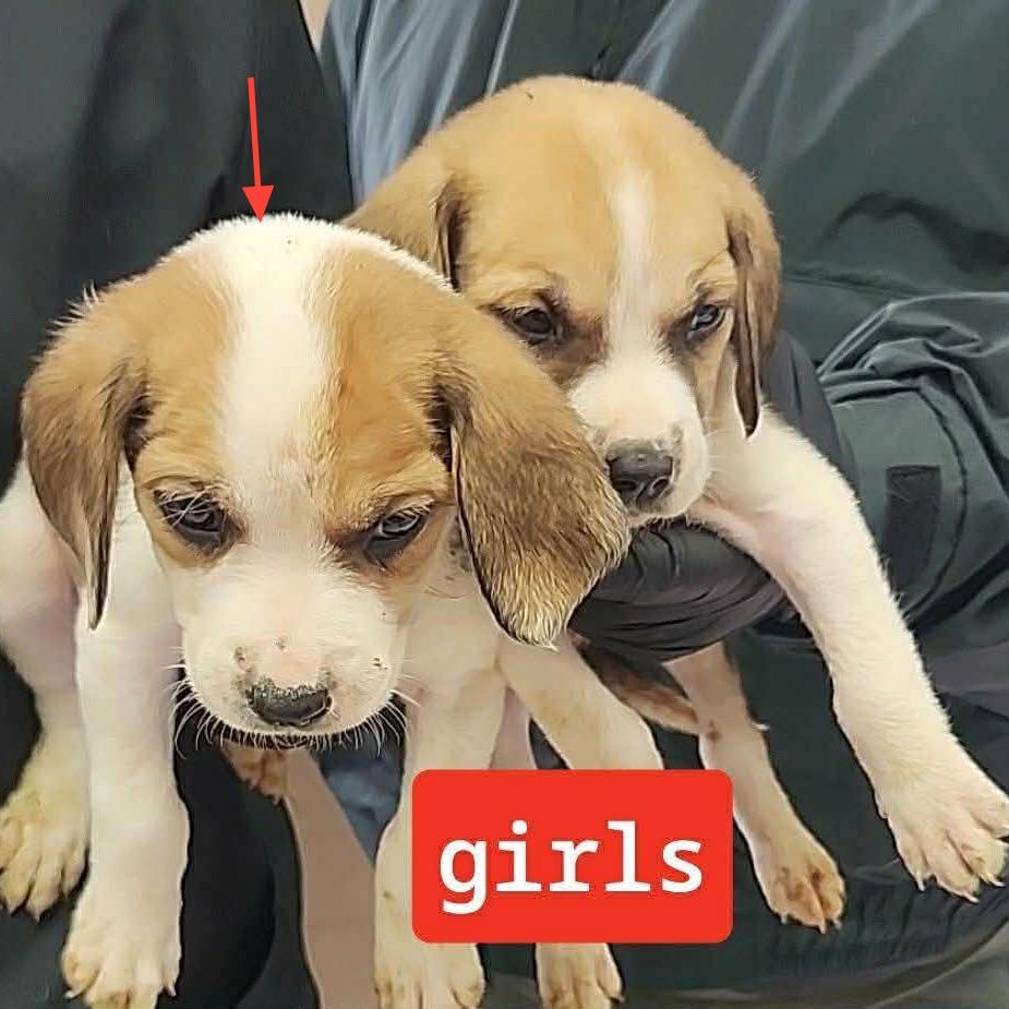 Delores, Adoptable, Puppy Female Beagle.