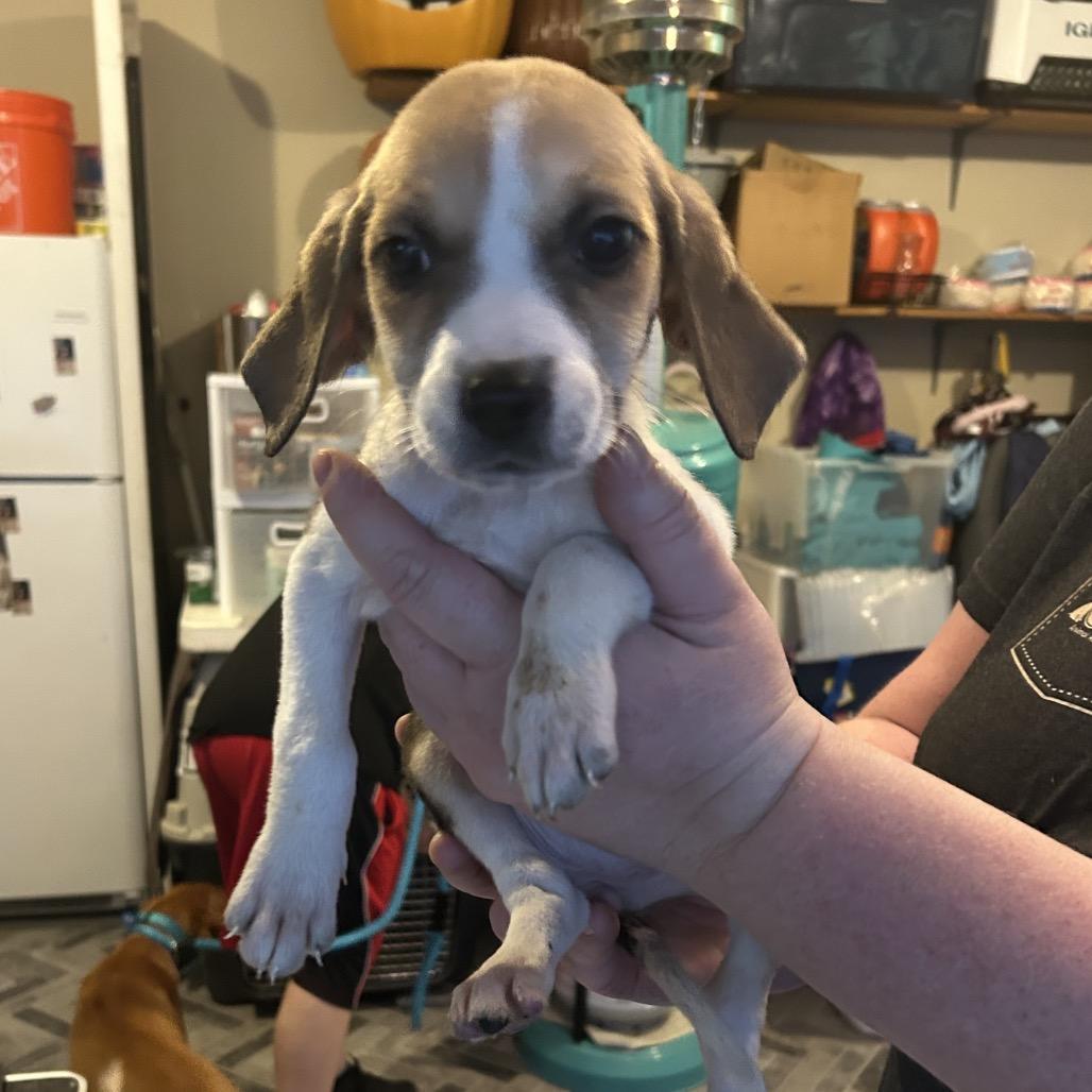 Enlarge Delores, a Adoptable mixed breed in Phoenix, MD image 2/2